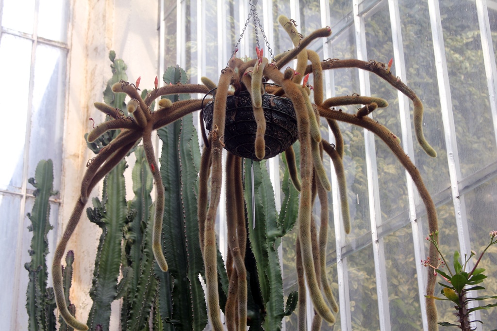 Hanging Cactus